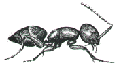 House Ant