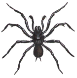 Sydney Funnel-Web Spider - MALE