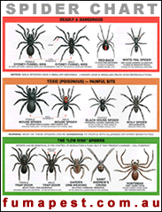 How to ID Spiders by Their Webs